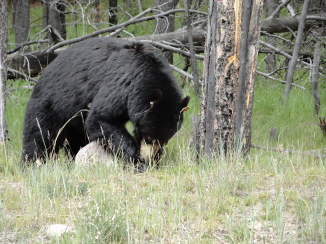bears near Banff & Kananaskis country