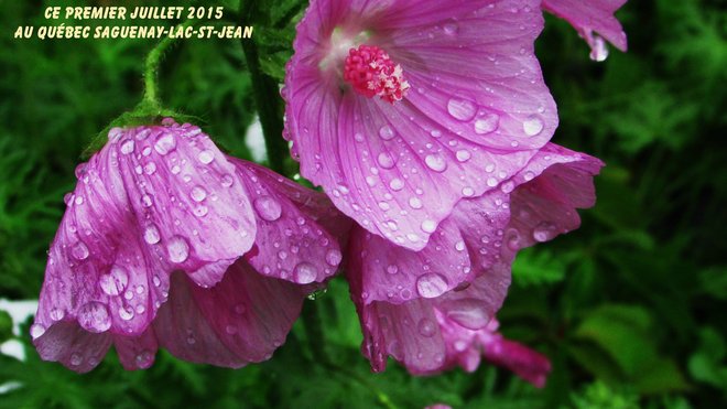 Les fleurs sous la pluie Chambord, QC