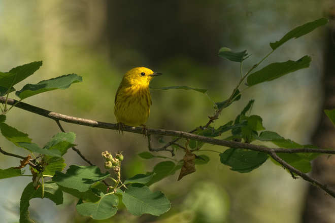 Yellow Warbler Peace River, AB