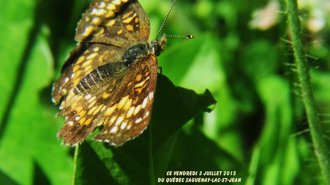 le Papillon Saint-André-du-Lac-Saint-Jean, QC