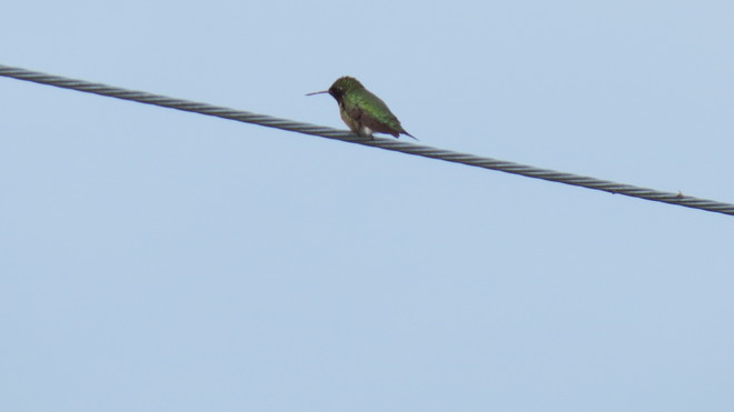 Un colibri... L'Épiphanie, QC J5X 2R5