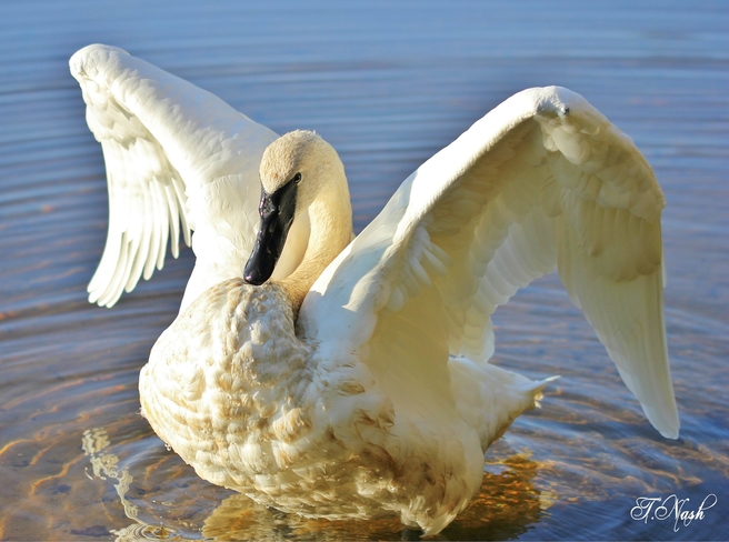 Swan Ontario