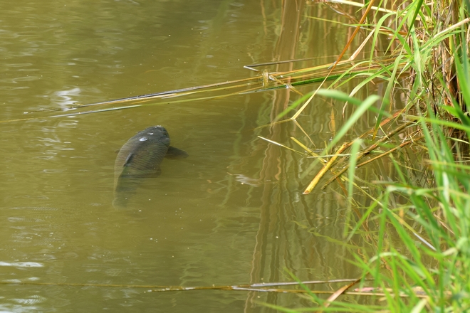 Fish in creek ;-0 Scarborough, Toronto, ON