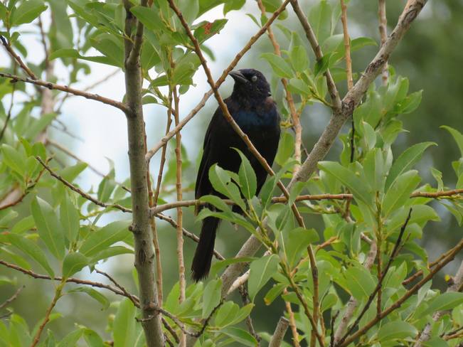 Black bird Sherwood Park, AB