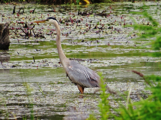 Blue Heron being watched! North Bay, ON