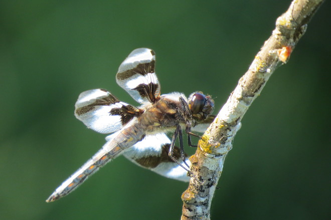 Dragonfly Duncan, BC