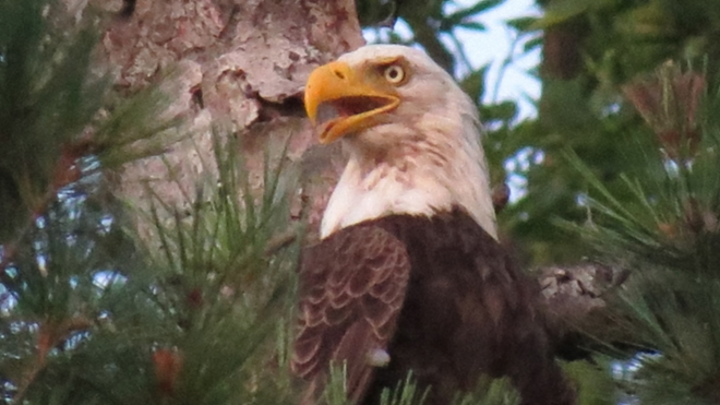 Bald Eagle on Rice Lake! Roseneath, ON