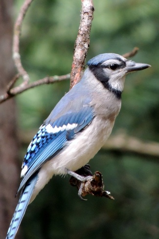 Blue Jays are looking pretty good Mew Lake Algonquin Park