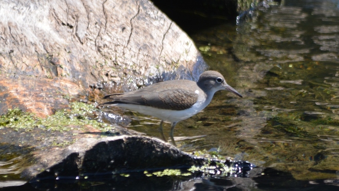 Spotted Sandpiper! St Catharines, ON