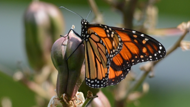 Monarch Delight! St. Catharines, ON