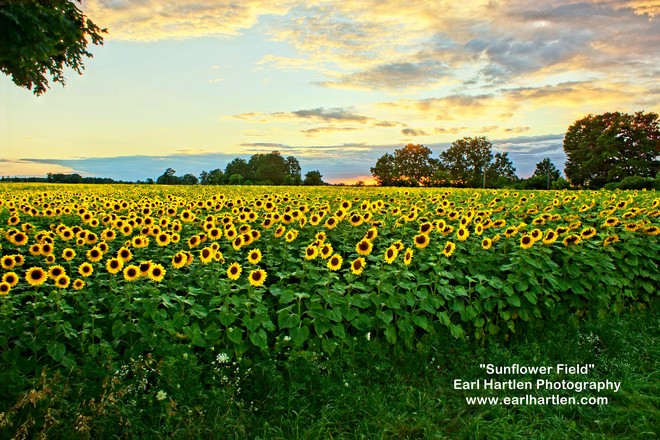 Sunflower Field Boston, ON