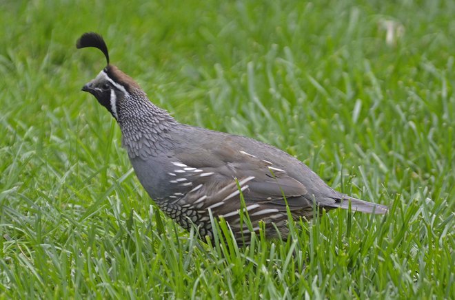 male California quail Greenwood, BC