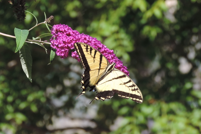 Butterfly Bush Penticton, BC