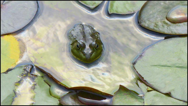 Frog, Elliot Lake. Elliot Lake, ON