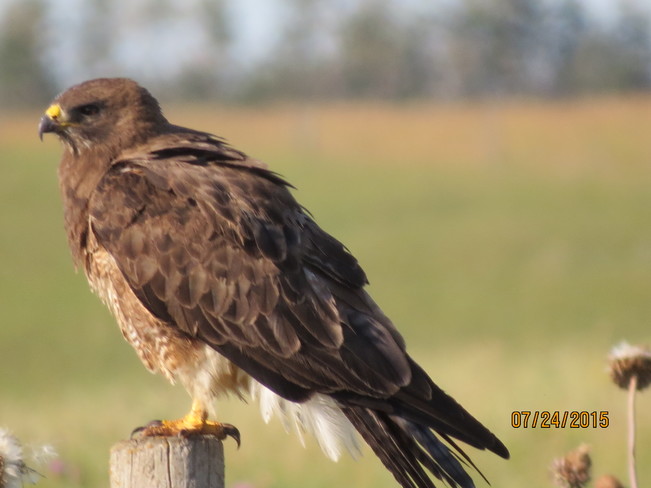 Hawk on a fencepost In the country near Watrous Saskatchewan
