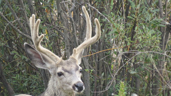 Mule Deer Watrous, SK
