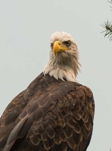 Eagle Eye Lardeau, BC