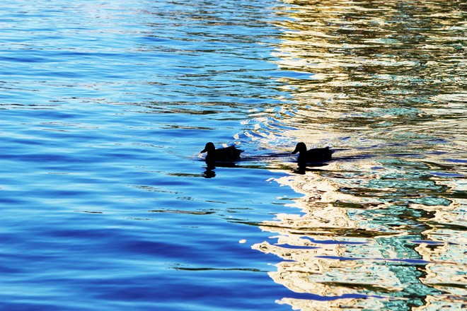 Ducks in golden water Richmond Hill, ON