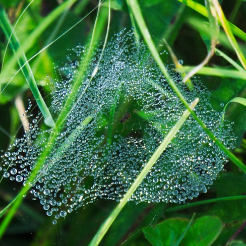 spider web Temiskaming Shores, ON