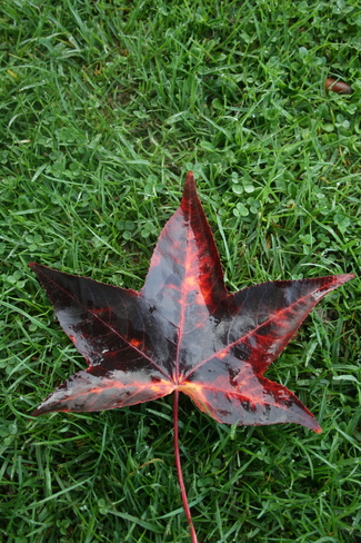 1st Autumn leaf Dundas, Hamilton, Ontario