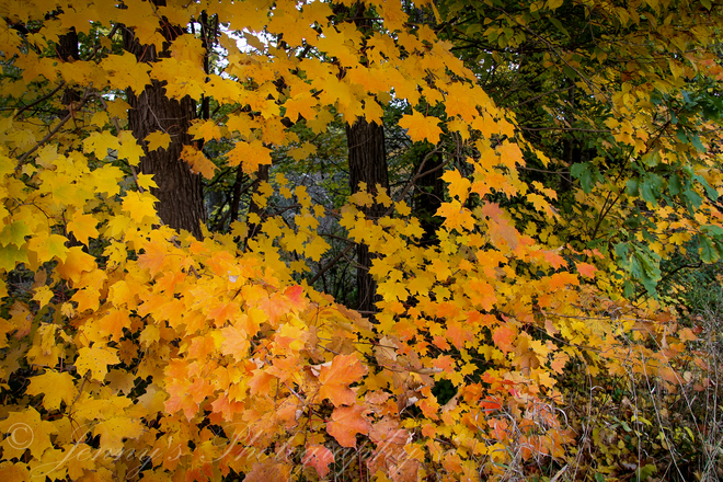 Autumn Colours Markham, Ontario