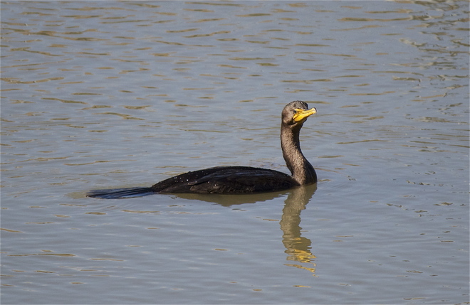 Cormorant with a mouthful Vineland Ontario