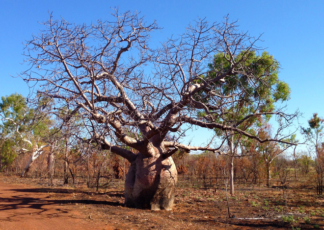 Boab Tree Derby, Western Australia, Australia