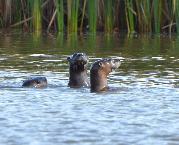 Doing what they otter Ottawa, ON