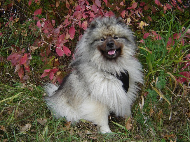 Puppy enjoying the fall weather Manitoba