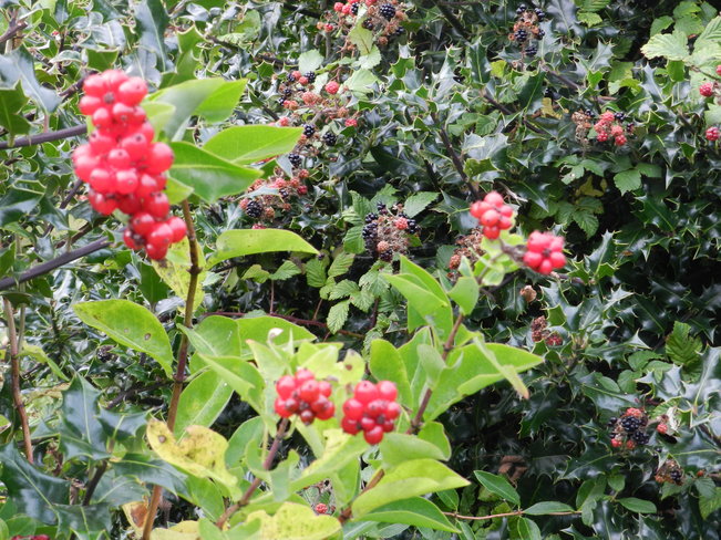 Berries in St. Mechell's churchyard, Llanfechell, Anglesey, N. Wales Llanfechell, United Kingdom