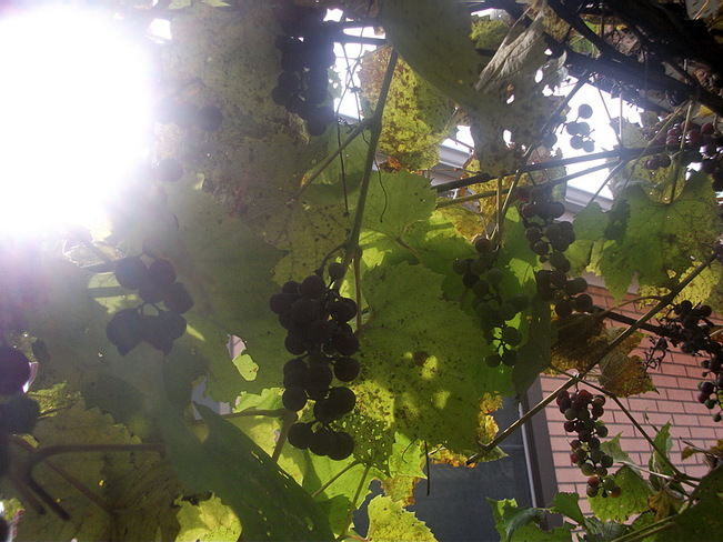 Grape Harvest 2015 Sudbury, ON