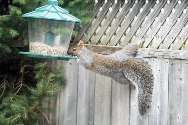 Squirrel Pilates. Cambridge, ON