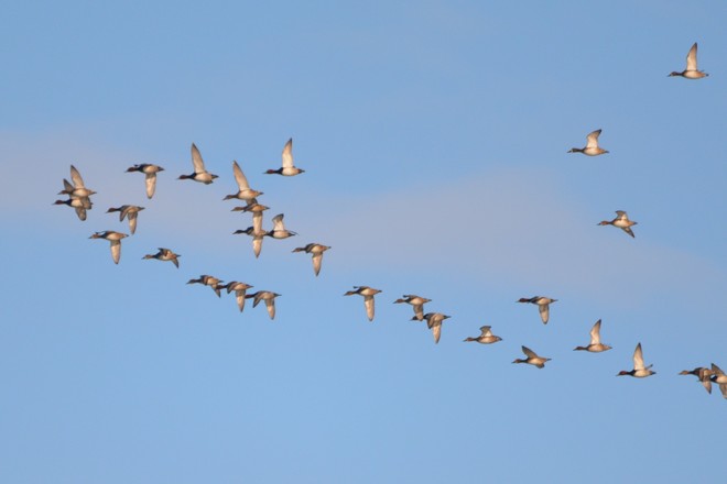 Redhead flock on Lake Ontario! St. Catharines, ON