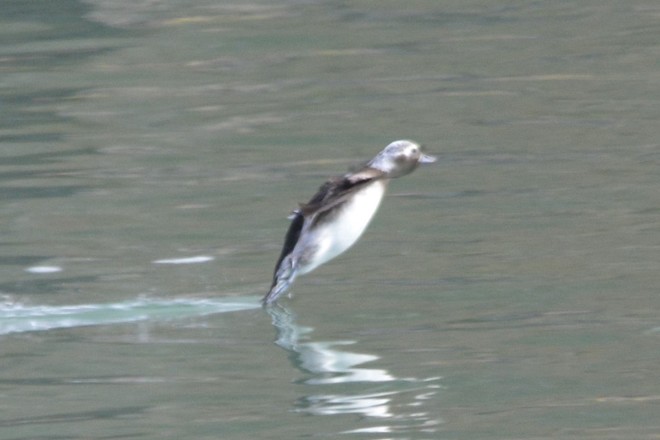 Female Long Tailed Duck! St. Catharines, ON