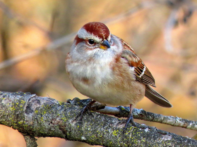 American Tree Sparrow Hamilton, ON
