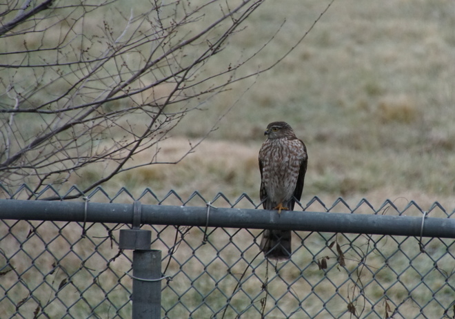 Young Coopers Hawk looking for breakfast Ancaster, Hamilton, ON