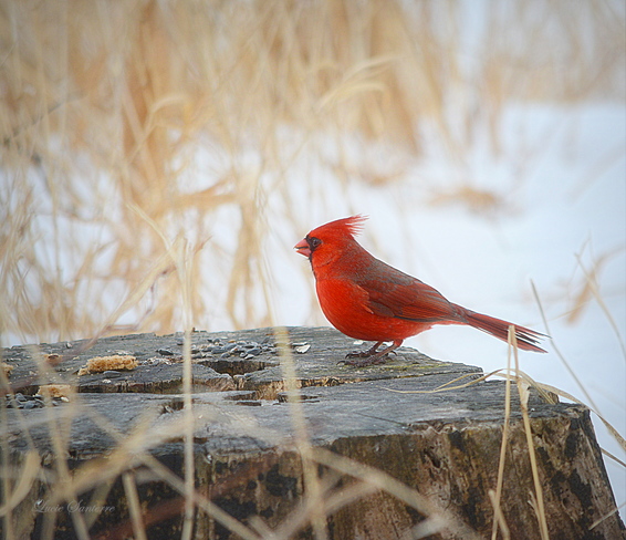 Cardinal rouge (MÃ¢le) Chambly, QC