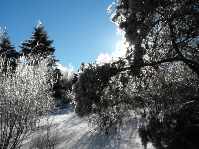 Ice Trees Tatamagouche, NS