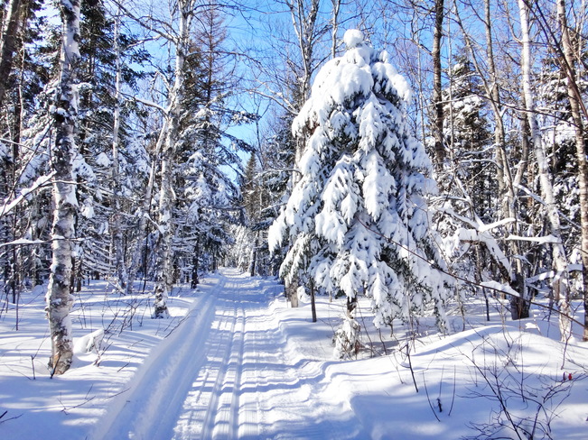 Beautiful trails at Ski Beaver today Shediac, NB
