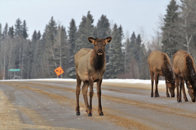 Elk on the Highway Prince Albert National Park, SK