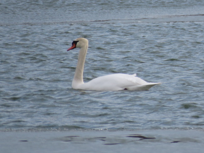 Swans Monroe, MI, United States