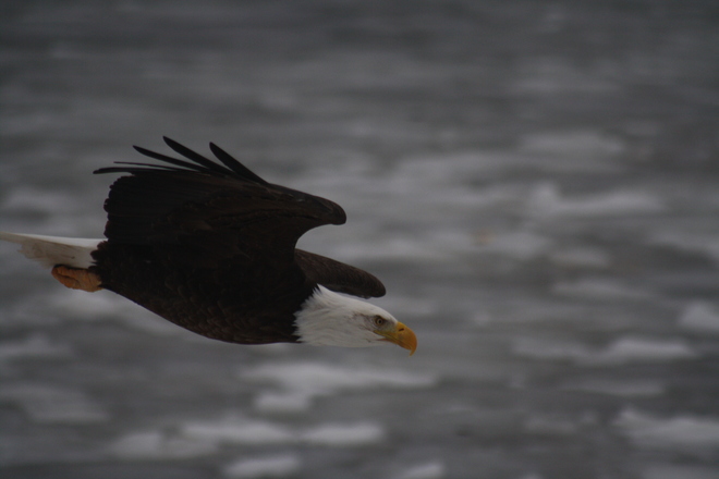 Eagles in flight North Sydney, Nova Scotia