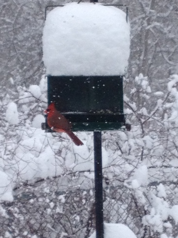 Snow capped feeder with Cardinal London, ON