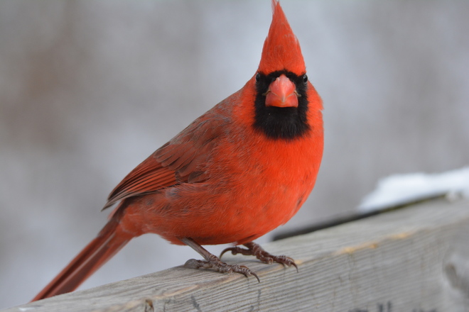 Male Cardinal! Niagara Falls, ON