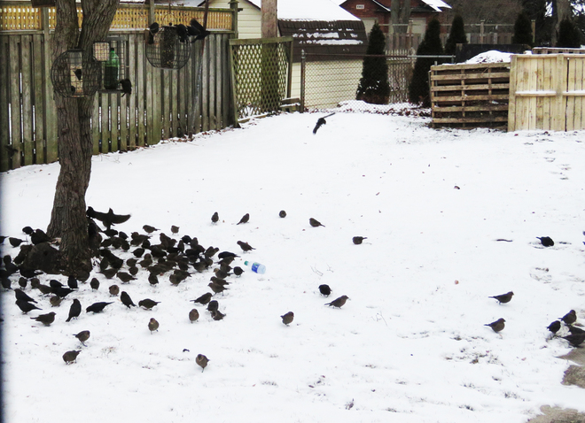 Starlings and cowbirds and bottles, o my! Kingsville, ON