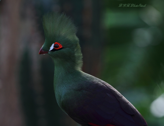 Fonzie! or Guinea Turaco 5193 Kersland Dr, Vancouver, BC V5Y 2M9, Canada