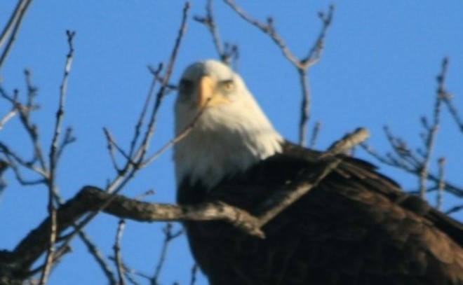 Bald Eagle Arden, Ontario