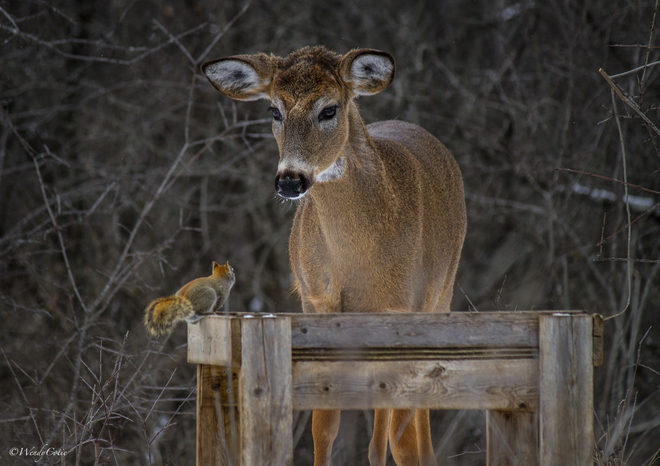 Oh Deer, let's share! Ottawa, ON