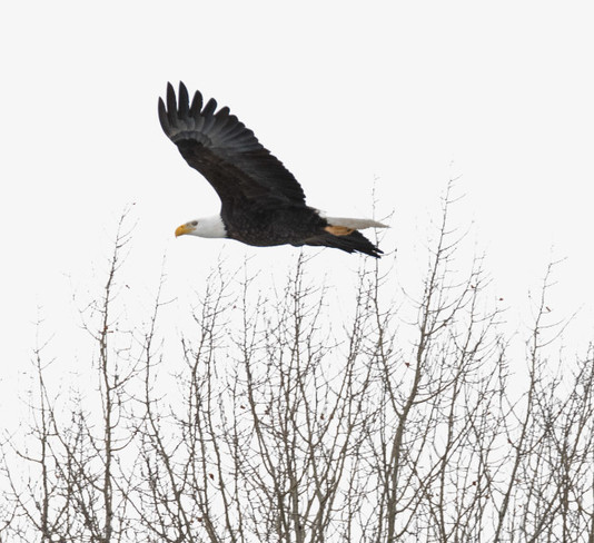 eagle flying high southern Alberta