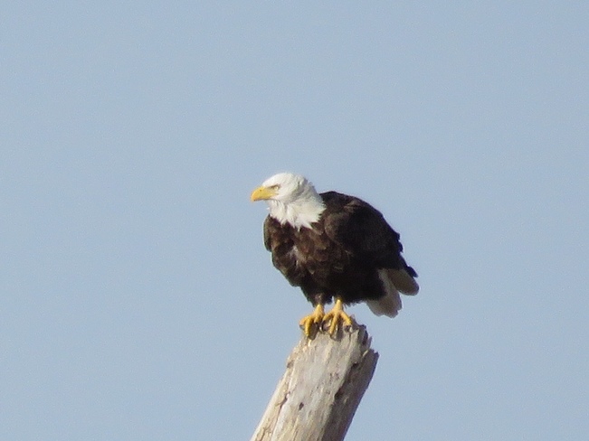 Eagle Monroe, MI, United States